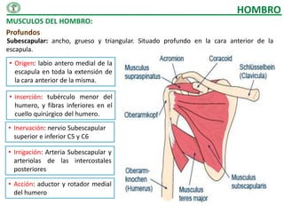 HOMBRO
MUSCULOS DEL HOMBRO:
Profundos
Subescapular: ancho, grueso y triangular. Situado profundo en la cara anterior de la
escapula.
• Origen: labio antero medial de la
  escapula en toda la extensión de
  la cara anterior de la misma.

• inserción: tubérculo menor del
  humero, y fibras inferiores en el
  cuello quirúrgico del humero.
• Inervación: nervio Subescapular
  superior e inferior C5 y C6

• Irrigación: Arteria Subescapular y
  arteriolas de las intercostales
  posteriores

• Acción: aductor y rotador medial
  del humero
 
