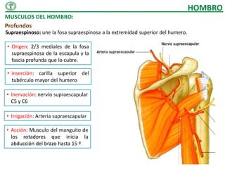 HOMBRO
MUSCULOS DEL HOMBRO:
Profundos
Supraespinoso: une la fosa supraespinosa a la extremidad superior del humero.

• Origen: 2/3 mediales de la fosa
  supraespinosa de la escapula y la
  fascia profunda que lo cubre.

• inserción: carilla superior del
  tubérculo mayor del humero

• Inervación: nervio supraescapular
  C5 y C6

• Irrigación: Arteria supraescapular

• Acción: Musculo del manguito de
  los rotadores que inicia la
  abducción del brazo hasta 15 º
 