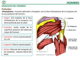 HOMBRO
MUSCULOS DEL HOMBRO:
Profundos
Infraespinoso : musculo aplanado y triangular, une la fosa infraespinosa de la escapula con
la cara posterior del humero.

 • Origen: 2/3 mediales de la fosa
   infraespinosa de la escapula y la
   fascia profunda que lo cubre.

 • inserción: carilla media de la
   superficie posterior del tubérculo
   mayor del humero

• Inervación: nervio supraescapular
  C5 y C6

• Irrigación: Arteria supraescapular

• Acción: Musculo del manguito de
  los rotadores, rotación lateral del
  brazo
 