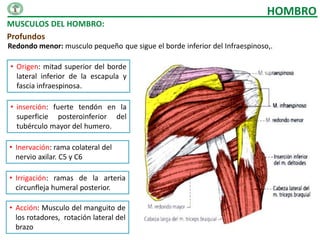 HOMBRO
MUSCULOS DEL HOMBRO:
Profundos
Redondo menor: musculo pequeño que sigue el borde inferior del Infraespinoso,.

• Origen: mitad superior del borde
  lateral inferior de la escapula y
  fascia infraespinosa.

• inserción: fuerte tendón en la
  superficie posteroinferior del
  tubérculo mayor del humero.

• Inervación: rama colateral del
  nervio axilar. C5 y C6

• Irrigación: ramas de la arteria
  circunfleja humeral posterior.

• Acción: Musculo del manguito de
  los rotadores, rotación lateral del
  brazo
 
