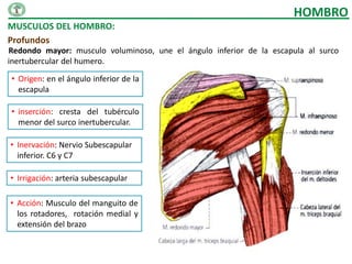 HOMBRO
MUSCULOS DEL HOMBRO:
Profundos
Redondo mayor: musculo voluminoso, une el ángulo inferior de la escapula al surco
inertubercular del humero.

• Origen: en el ángulo inferior de la
  escapula

• inserción: cresta del tubérculo
  menor del surco inertubercular.

• Inervación: Nervio Subescapular
  inferior. C6 y C7

• Irrigación: arteria subescapular

• Acción: Musculo del manguito de
  los rotadores, rotación medial y
  extensión del brazo
 