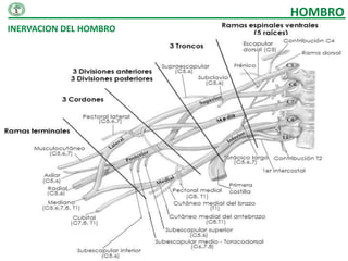 HOMBRO
INERVACION DEL HOMBRO
 