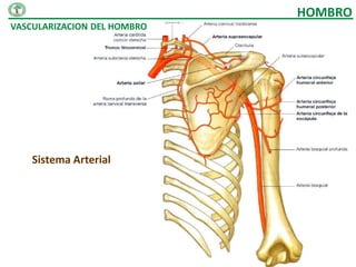 HOMBRO
VASCULARIZACION DEL HOMBRO




    Sistema Arterial
 