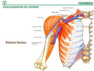 HOMBRO
VASCULARIZACION DEL HOMBRO




  Sistema Venoso
 