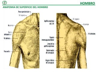 HOMBRO
ANATOMIA DE SUPERFICIE DEL HOMBRO
 