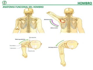 HOMBRO
ANATOMIA FUNCIONAL DEL HOMBRO
 