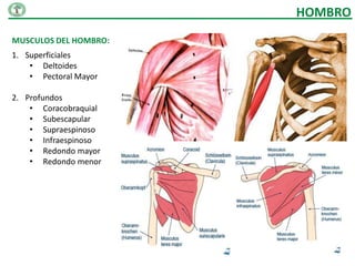 HOMBRO
MUSCULOS DEL HOMBRO:
1. Superficiales
    • Deltoides
    • Pectoral Mayor

2. Profundos
    • Coracobraquial
    • Subescapular
    • Supraespinoso
    • Infraespinoso
    • Redondo mayor
    • Redondo menor
 