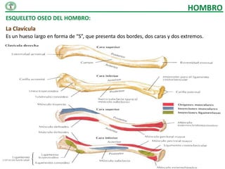 HOMBRO
ESQUELETO OSEO DEL HOMBRO:
La Clavícula
Es un hueso largo en forma de “S”, que presenta dos bordes, dos caras y dos extremos.
 