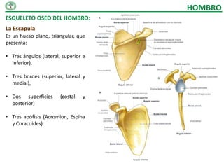 HOMBRO
ESQUELETO OSEO DEL HOMBRO:
La Escapula
Es un hueso plano, triangular, que
presenta:

• Tres ángulos (lateral, superior e
  inferior),

• Tres bordes (superior, lateral y
  medial),

• Dos superficies       (costal   y
  posterior)

• Tres apófisis (Acromion, Espina
  y Coracoides).
 
