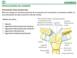 HOMBRO
ARTICULACIONES DEL HOMBRO:
Articulación Esternoclavicular
Pone en contacto el extremo proximal de la clavícula con el esternón y la primera costilla. Es
una articulación de tipo sinovial en silla de montar.

Medios de Unión:

•   Capsula
•   Ligamento Esternoclavicular Anterior
•   Ligamento Esternoclavicular Posterior
•   Ligamento interclavicular
•   Ligamento Condrocostoclavicular
 