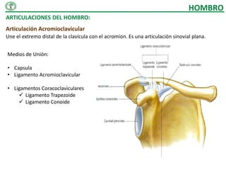 HOMBRO
ARTICULACIONES DEL HOMBRO:
Articulación Acromioclavicular
Une el extremo distal de la clavícula con el acromion. Es una articulación sinovial plana.


Medios de Unión:

• Capsula
• Ligamento Acromioclavicular

• Ligamentos Coracoclaviculares
     Ligamento Trapezoide
     Ligamento Conoide
 
