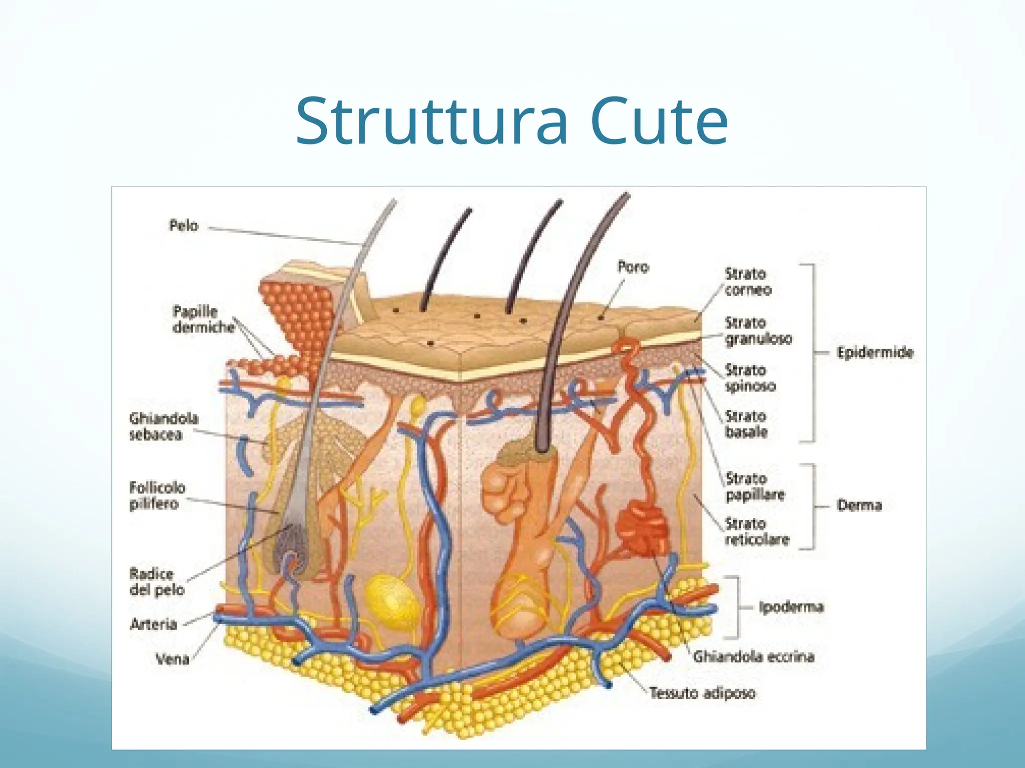 Anatomia Della Cute E Degli Annessi Cutanei pptx anatomia-della-cute-e-degli-annessi-cutanei-pptx