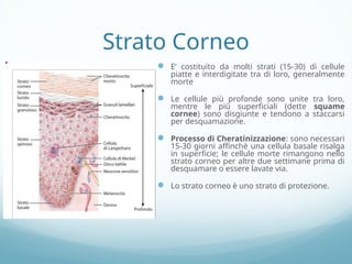 Strati Cellula Anatomia della cute e degli annessi cutanei.pptx