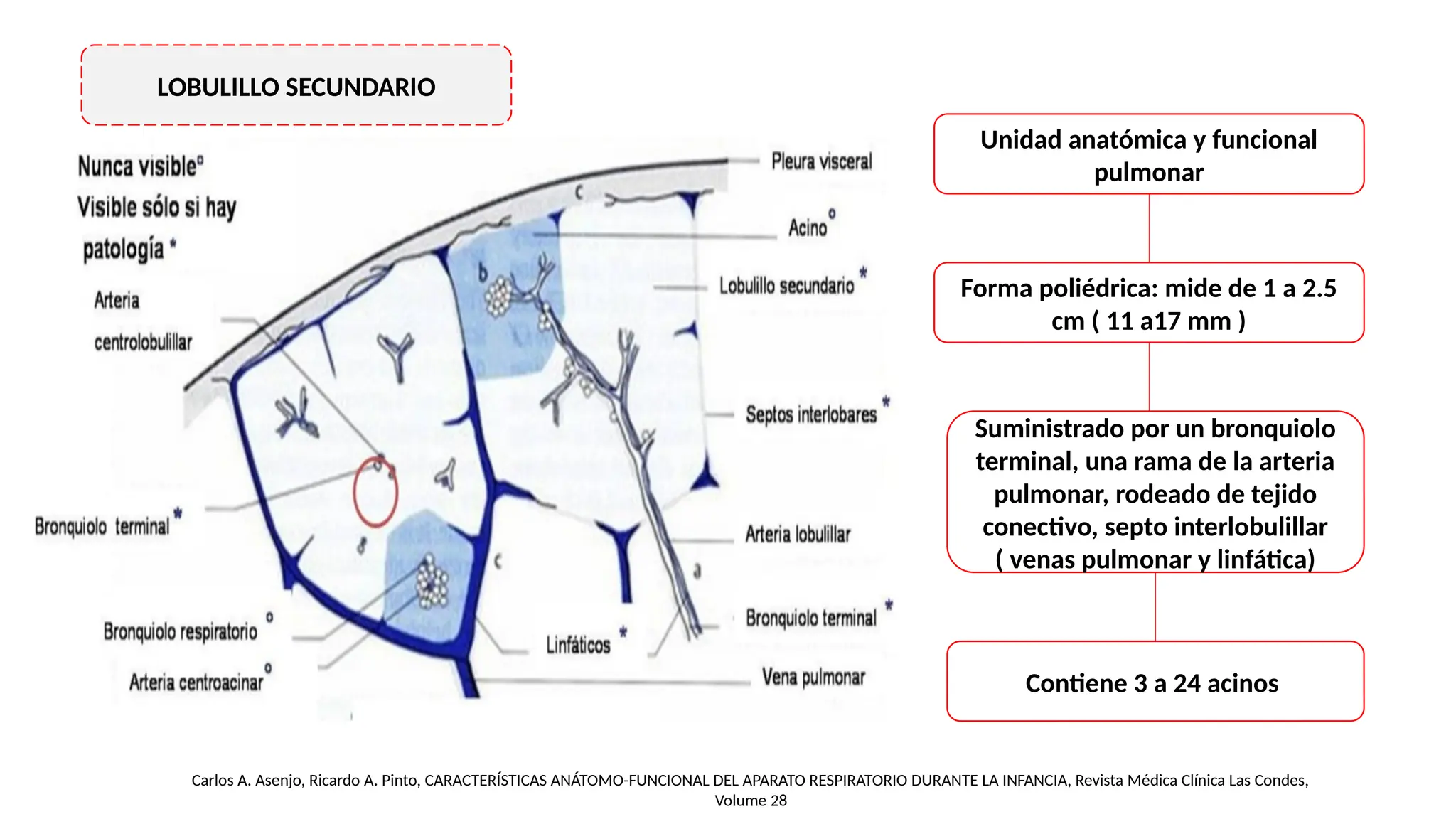 anatomia funcionamiento del lobuilillo secundario.pptx
