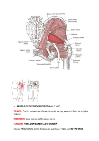 RESTO DE PELVITROCANTEREOS del 2º al 6º
ORIGEN: Común pero no real. Cara externa del sacro y extremo inferior de la pelvis
(isquion)
INSERCIÓN: Cara externa del trocánter mayor
FUNCIÓN: ROTACION EXTERNA DE CADERA
Algo de ABDUCCION, por la dirección de sus fibras. Todos son ROTADORES
 