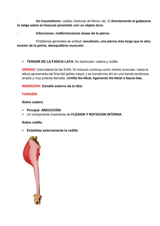 · Un traumatismo: caídas, fracturas de fémur, etc. O directamente al golpearse
la nalga sobre el músculo piramidal, con un objeto duro.
· Infecciones, malformaciones óseas de la pierna.
· Problemas generales de actitud: escoliosis, una pierna más larga que la otra,
torsión de la pelvis, desequilibrio muscular.
 TENSOR DE LA FASCIA LATA: Es biarticular: cadera y rodilla
ORIGEN: Cara lateral de las EIAS. El músculo continua como vientre muscular, hasta la
altura aproximada del final del glúteo mayor y se transforma ahí en una banda tendinosa,
amplia y muy potente llamada: cintilla ilio-tibial, ligamento ilio-tibial o fascia lata.
INSERCIÓN: Cóndilo externo de la tibia
FUNCIÓN:
Sobre cadera:
 Pincipal: ABDUCCIÓN
 Un componente importante de FLEXION Y ROTACION INTERNA
Sobre rodilla:
 Estabiliza externamente la rodilla
 