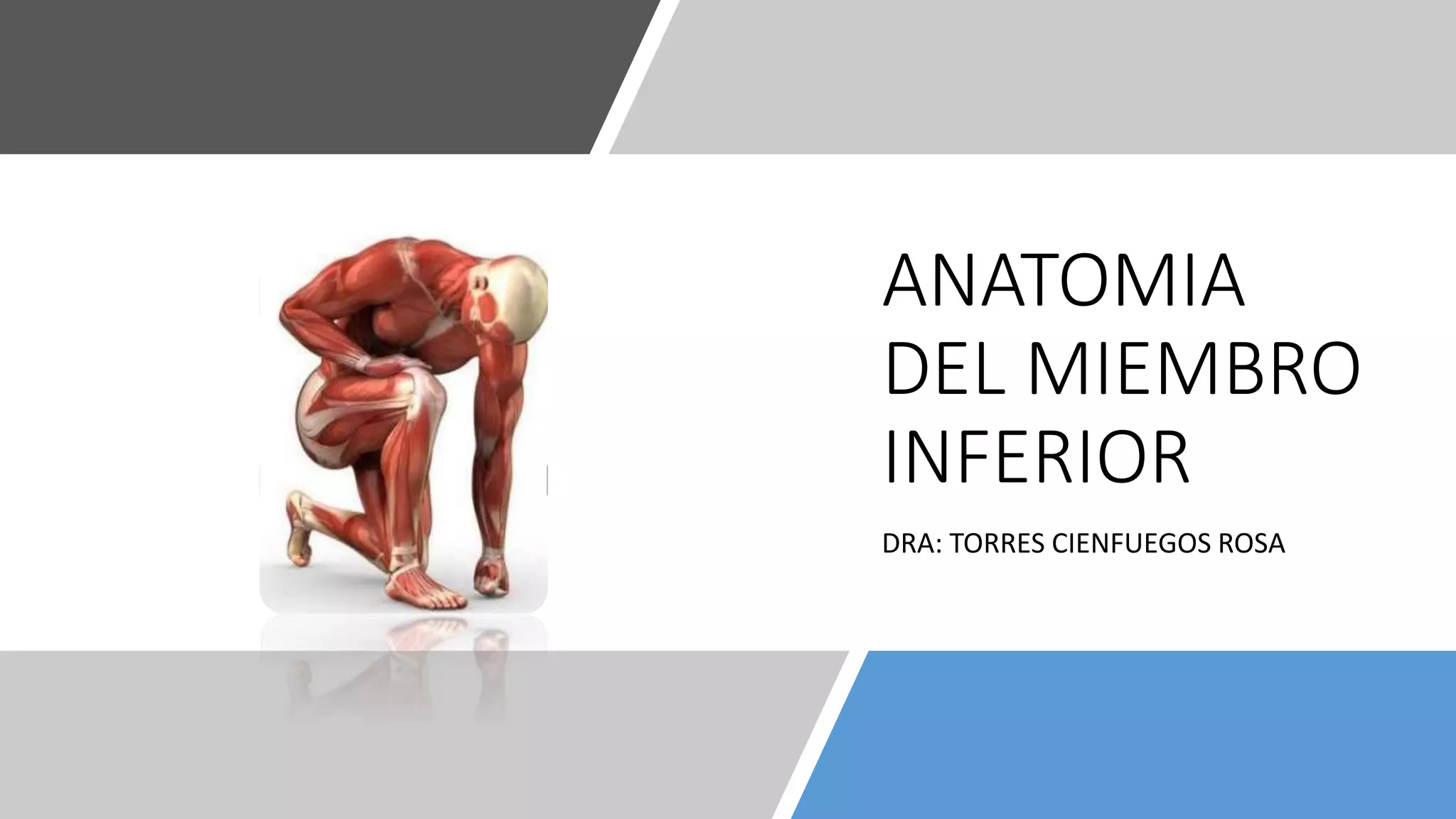 Anatomia Del Miembro Inferior Anatomia Anatomia Medica Anatomia Y Eroppa Anatomia Del Miembro Inferior Anatomia Anatomia Medica Anatomia Y Eroppa