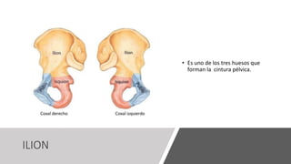 ILION
• Es uno de los tres huesos que
forman la cintura pélvica.
 