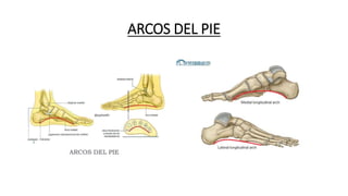 ARCOS DEL PIE
 