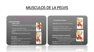 MUSCULOS DE LA PELVIS
 