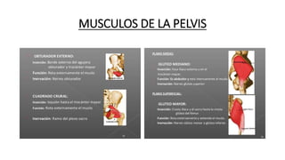 MUSCULOS DE LA PELVIS
 