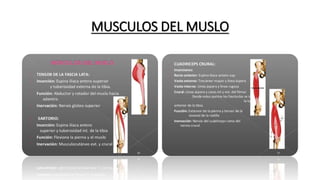 MUSCULOS DEL MUSLO
 