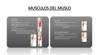 MUSCULOS DEL MUSLO
 