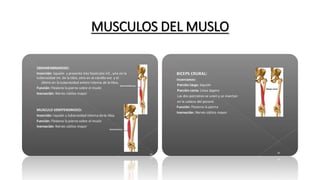 MUSCULOS DEL MUSLO
 