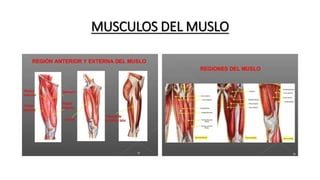 MUSCULOS DEL MUSLO
 