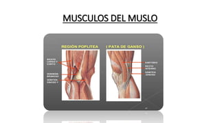 MUSCULOS DEL MUSLO
 