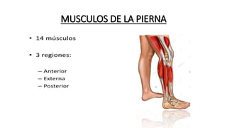 MUSCULOS DE LA PIERNA
 
