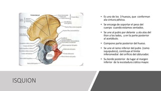 ISQUION
• Es uno de los 3 huesos, que conforman
ala cintura pélvica.
• Se encarga de soportar el peso del
cuerpo cuando estamos sentados.
• Se une al pubis por delante y ala alas del
Ilion a los lados, y en la parte posterior
al acetábulo.
• Compone parte posterior del hueso.
• Se une al ramo inferior del pubis (ramo
isquipubico), contituye el limite
inferomedial del orificio del obturador.
• Su borde posterior da lugar al margen
inferior de la escotadura ciática mayor.
 