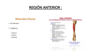 REGIÓN ANTERIOR :
 