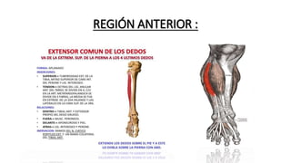 REGIÓN ANTERIOR :
 