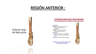REGIÓN ANTERIOR :
 