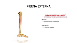PIERNA EXTERNA
 