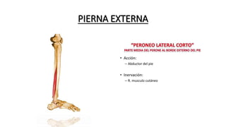 PIERNA EXTERNA
 