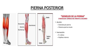 PIERNA POSTERIOR
 