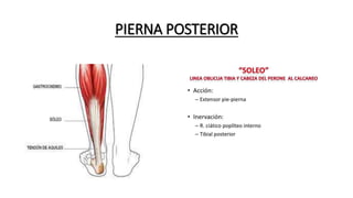 PIERNA POSTERIOR
 