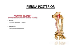 PIERNA POSTERIOR
 