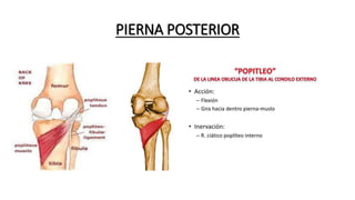 PIERNA POSTERIOR
 