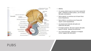 PUBIS
• PARTES:
• Un cuerpo anterior que se une al otro cuerpo del
pubis , mediante la sínfisis pubica , con el cuerpo
del pubis contralateral.
• Rama superior: se continua con el hueso iliaco
(rama iliopubiana).
• Rama inferior: se continua con el hueso del
isquion (rama isquipubiana).
• Las proyecciones laterales del pubis son
tuberculos del pubis.
• El margen posterior del ramo superior del pubis
posee un borde elevado (line pectinea).
• Las 2 ramas del pubis , delinean un triangulo
central (agujero del obturador)
 