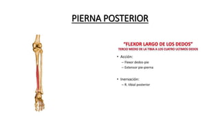 PIERNA POSTERIOR
 