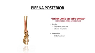 PIERNA POSTERIOR
 