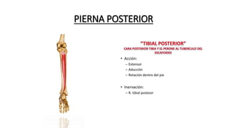 PIERNA POSTERIOR
 