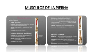 MUSCULOS DE LA PIERNA
 