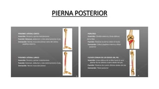 PIERNA POSTERIOR
 