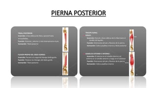 PIERNA POSTERIOR
 
