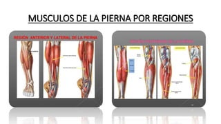 MUSCULOS DE LA PIERNA POR REGIONES
 