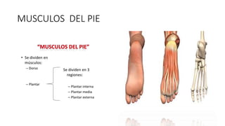 MUSCULOS DEL PIE
 